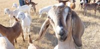 nubian goats windrift hill