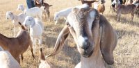 Nubian Goats from Windrift Hill Goat Milk Soaps in Conrad Montana