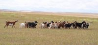 Nubian goats montana