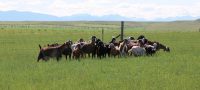 Herd of Nubian goats in Conrad Montana, home of Windrift Hill Goat Milk Soaps